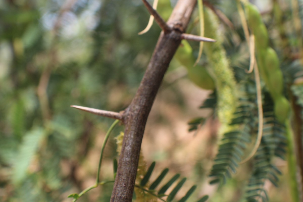 Neltuma juliflora (Sw.) Raf.